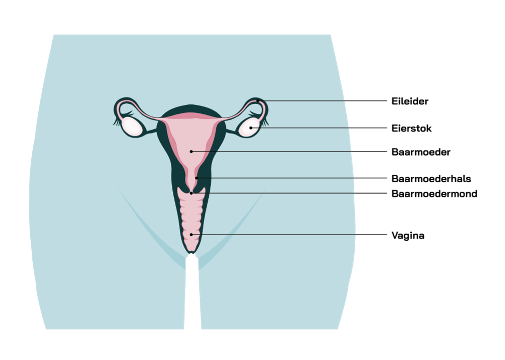 female insights 5